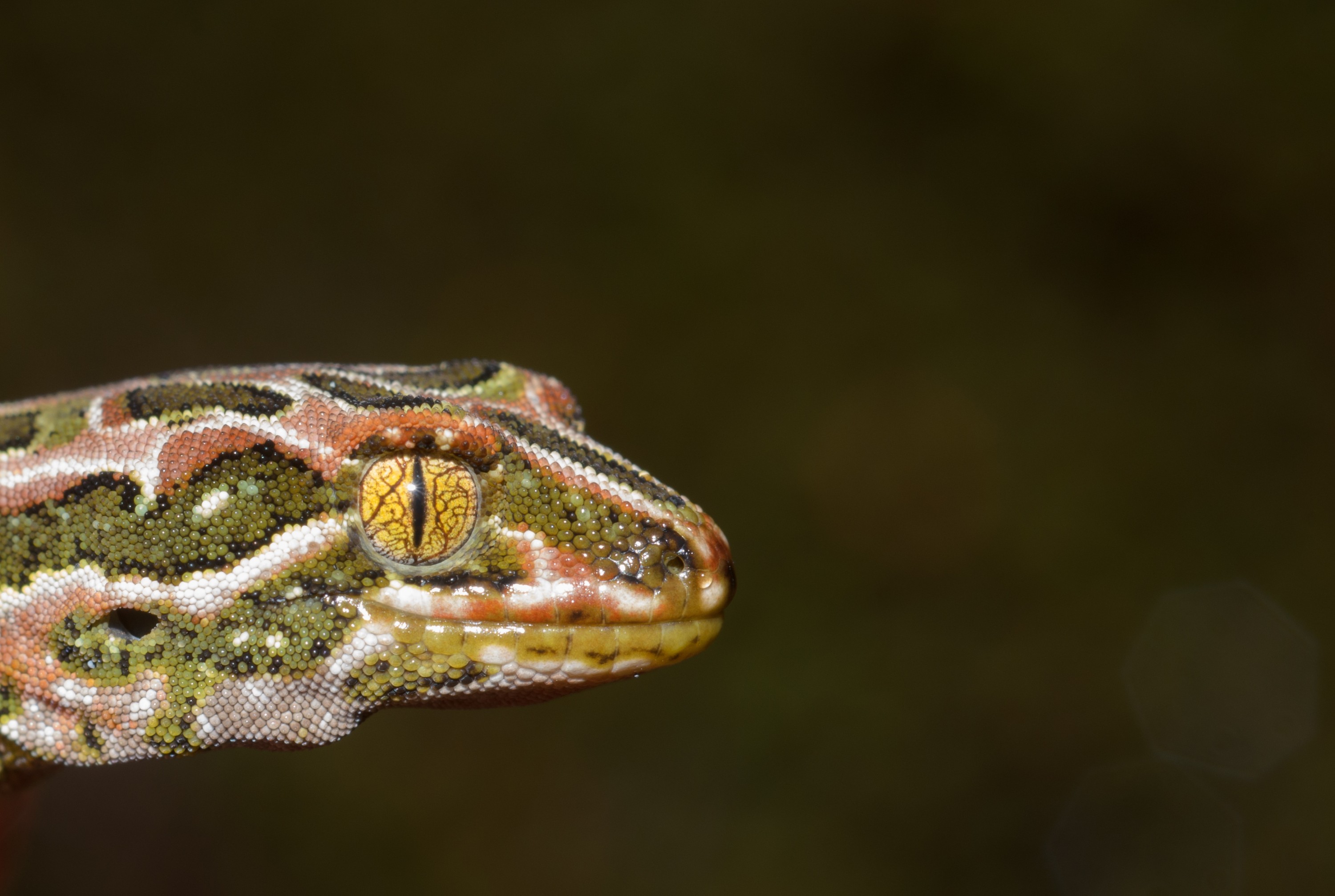 DSC_2938 – Adventure, Crispin, Hoplodactylus, Island, March 2017, National Park, New, New Zealand, Rakiura, South, Stewart, Tukutuku rakiurae, Zealand, amazing, gecko, harlequin gecko, rare, stunning